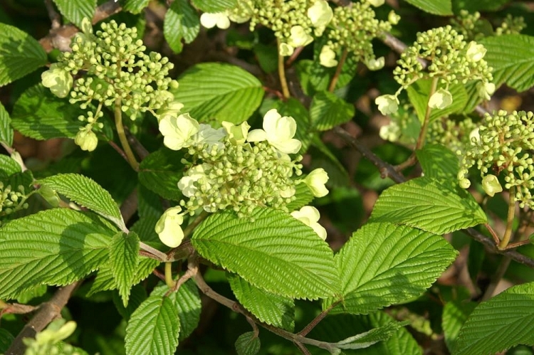 VIBURNUM PLICATUM WATANABE
