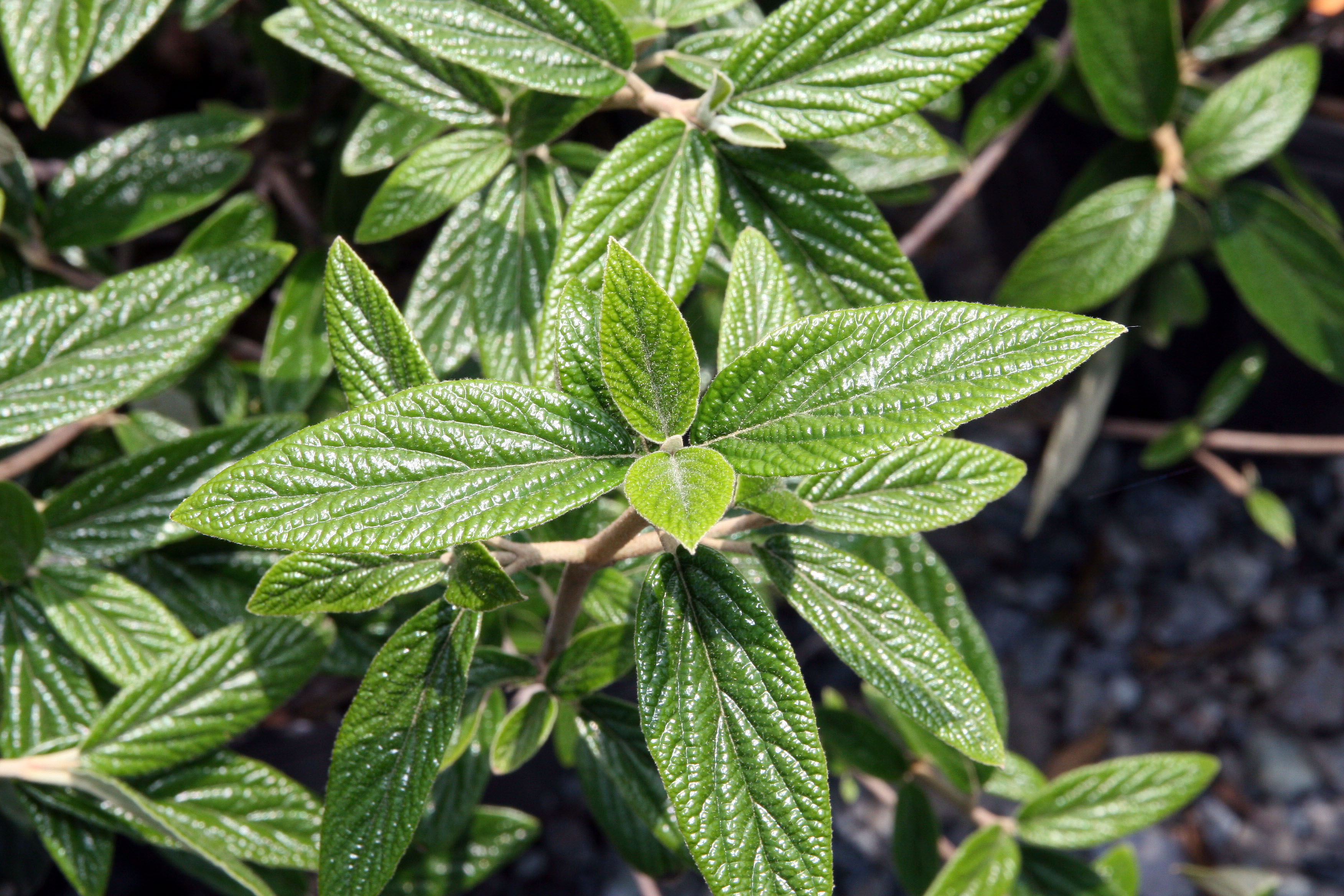 VIBURNUM X PRAGENSE