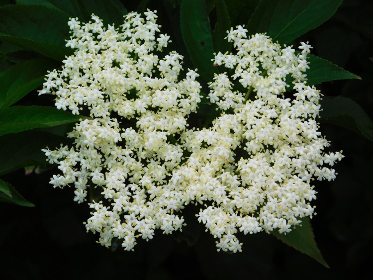 VIBURNUM PROPINQUUM