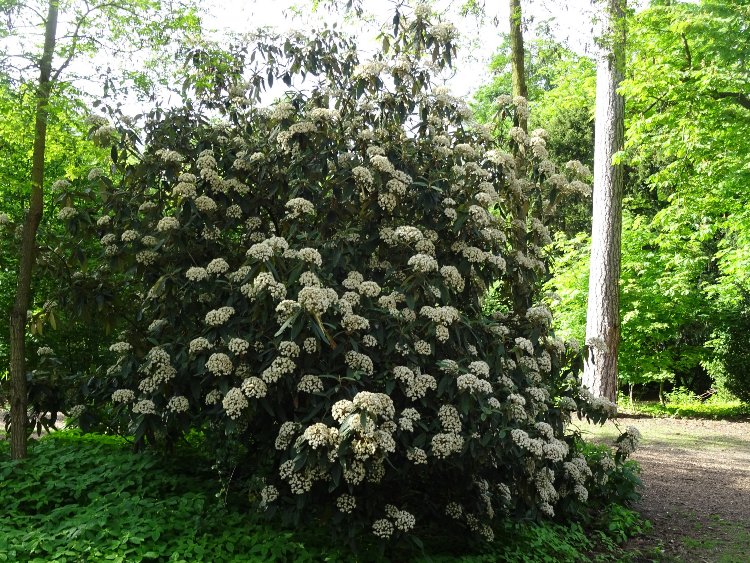 VIBURNUM RHYTIDOPHILLUM