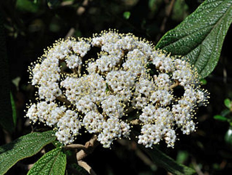VIBURNUM RHYTIDOPHILLUM
