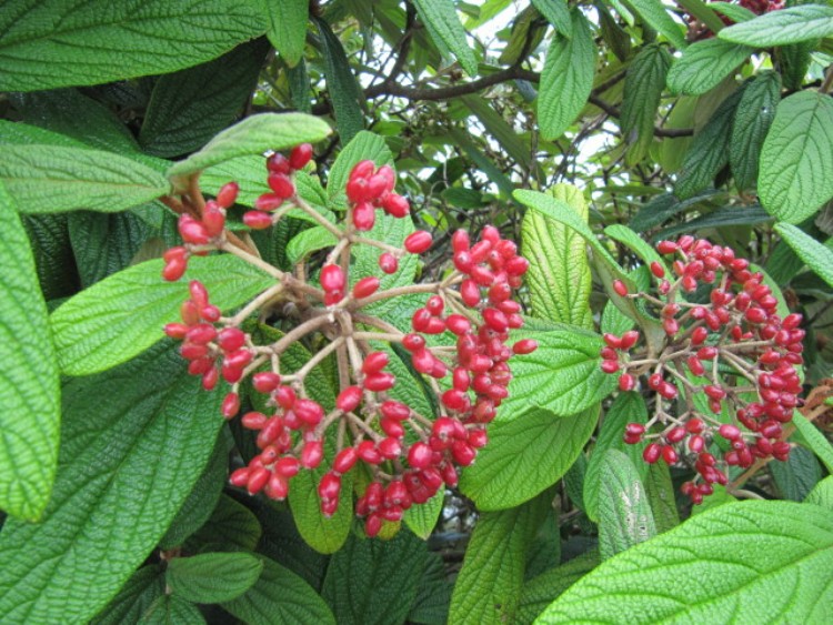 VIBURNUM RHYTIDOPHILLUM