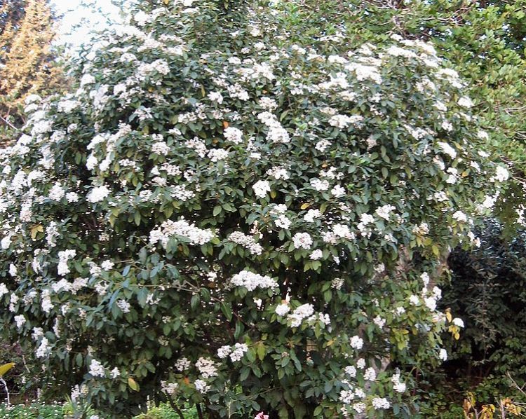VIBURNUM TINUS EVE PRICE