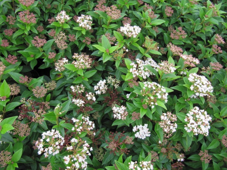 VIBURNUM TINUS EVE PRICE