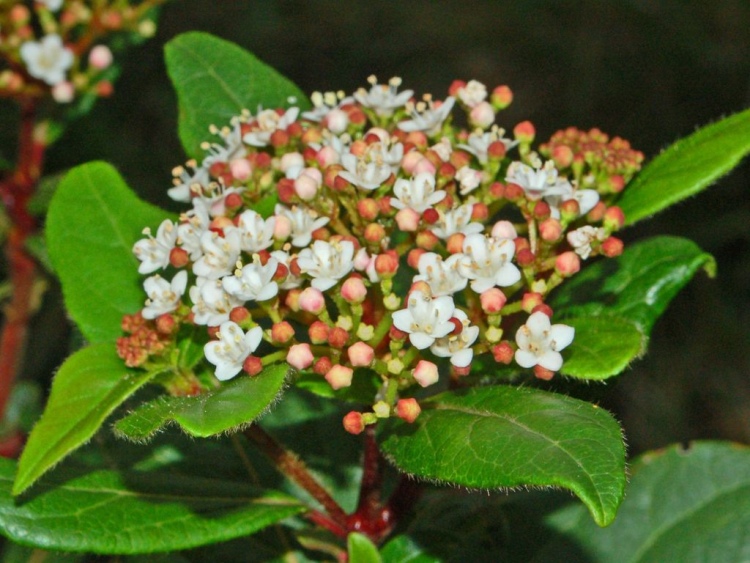 VIBURNUM TINUS EVE PRICE