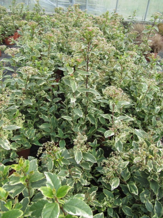 VIBURNUM TINUS VARIEGATUM