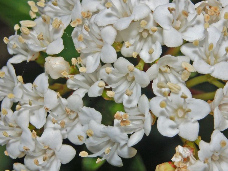 VIBURNUM TINUS VARIEGATUM