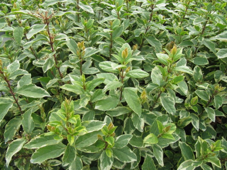 VIBURNUM TINUS VARIEGATUM