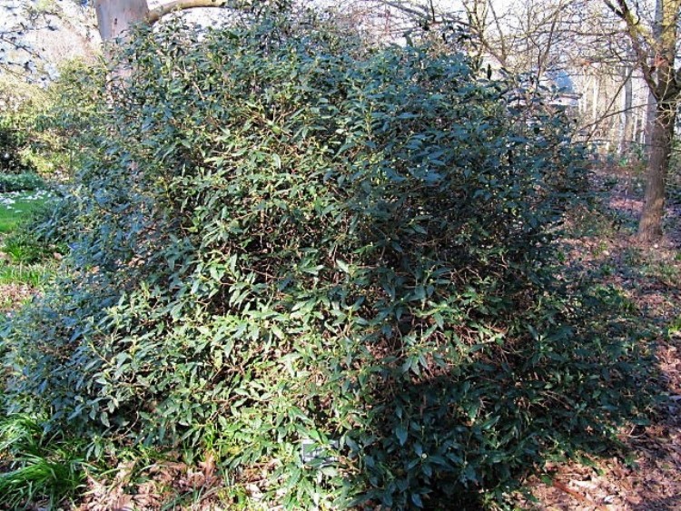 VIBURNUM GLOBOSUM JERMYNS GLOBE