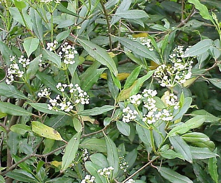 VIBURNUM GLOBOSUM JERMYNS GLOBE