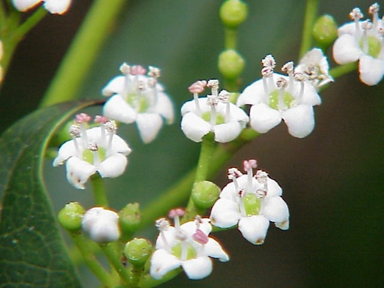 VIBURNUM GLOBOSUM JERMYNS GLOBE
