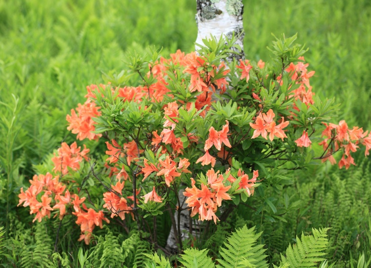 AZALEA MOLLIS