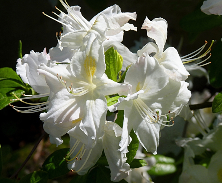 AZALEA MOLLIS