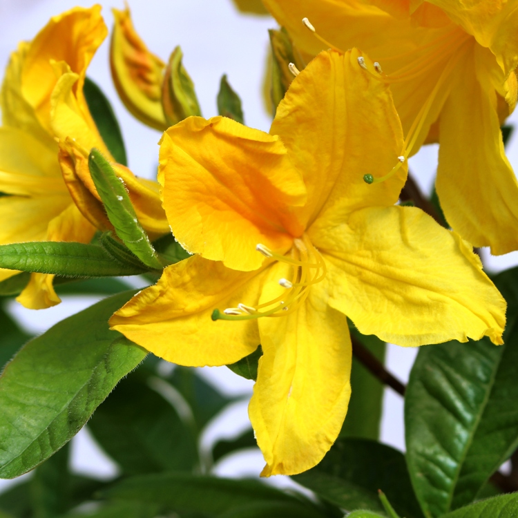 AZALEA MOLLIS