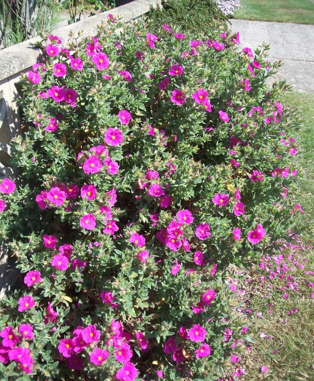 CISTUS X PULVERULENTUS SUNSET