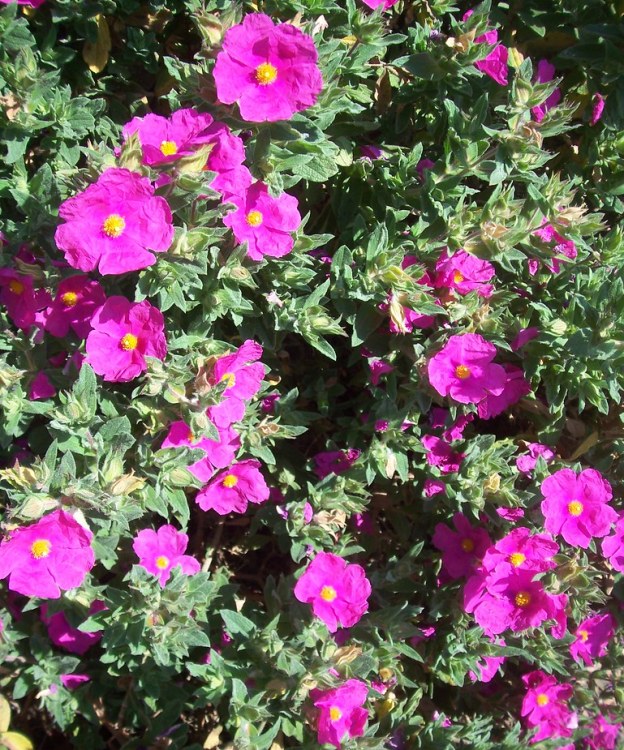 CISTUS X PULVERULENTUS SUNSET
