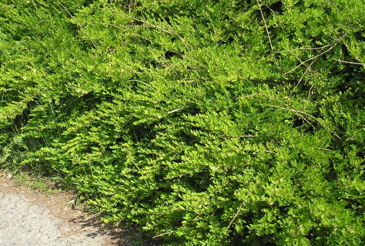 LONICERA PILEATA MOSSGREEN