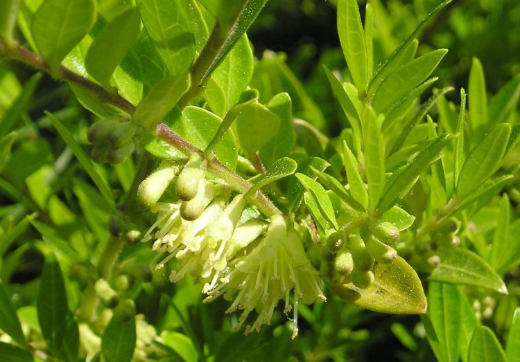 LONICERA PILEATA MOSSGREEN