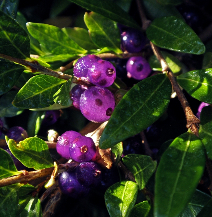 LONICERA PILEATA MOSSGREEN