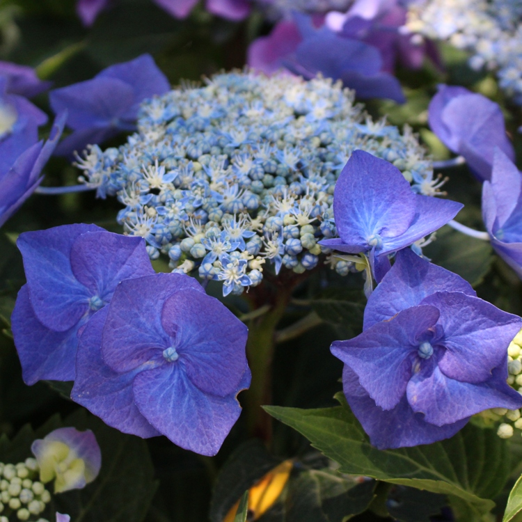 HYDRANGEA MACROPHYLLA BLAUMISE