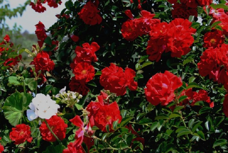 ROSA POLYANTHA VILLE DE CAEN