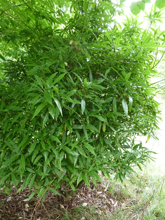AUCUBA JAPONICA LONGIFOLIA