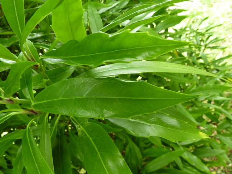 AUCUBA JAPONICA LONGIFOLIA