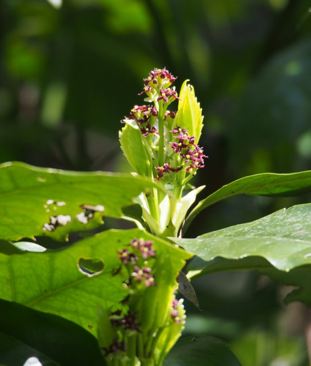 AUCUBA JAPONICA LONGIFOLIA