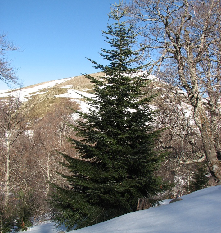 ABIES ALBA - ABIES PECTINATA