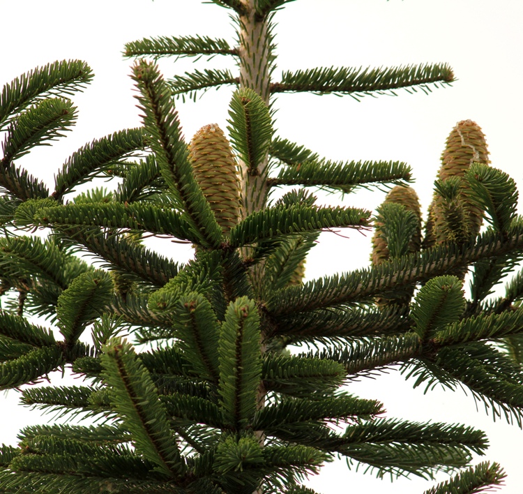 ABIES ALBA - ABIES PECTINATA