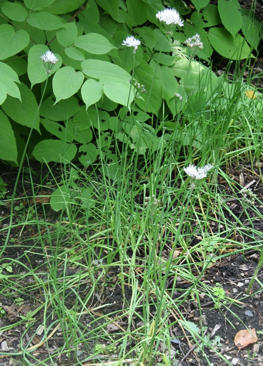 ALLIUM RAMOSUM