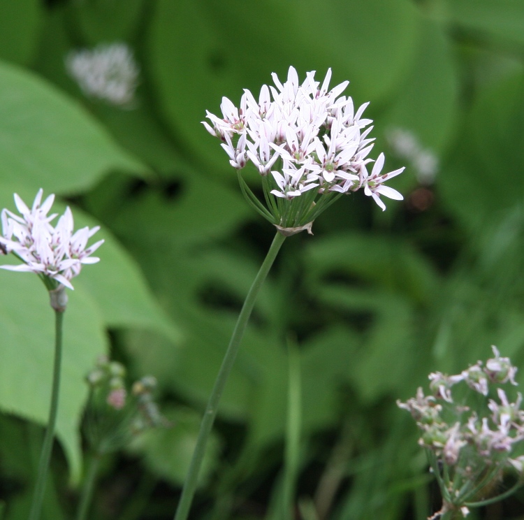 ALLIUM RAMOSUM