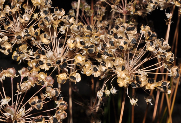 ALLIUM RAMOSUM