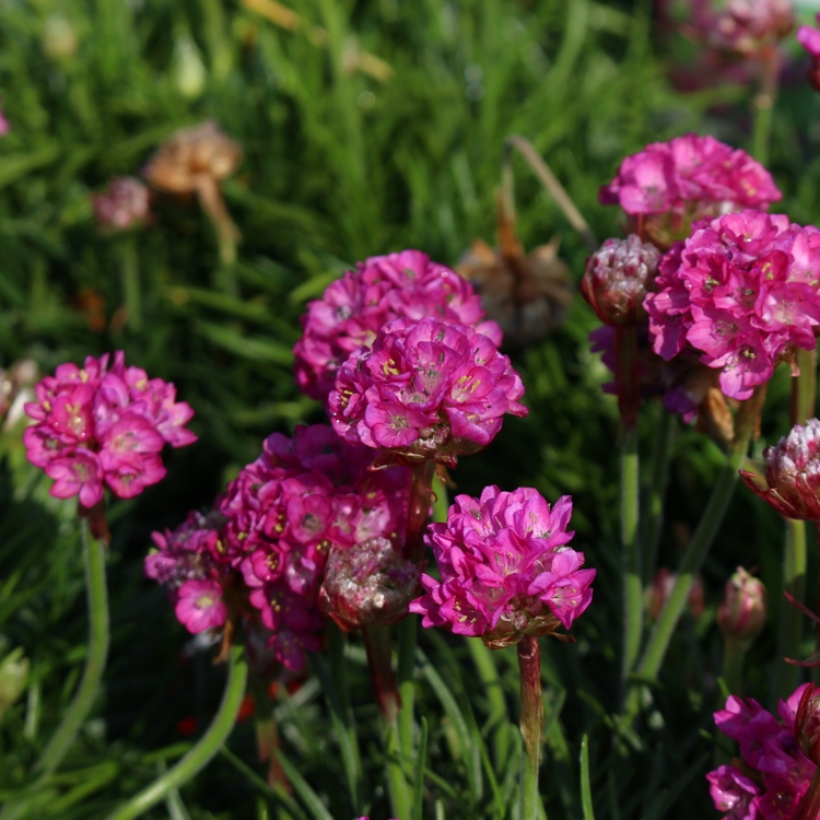 ERBA CIPOLLINA(ALLIUM SCHOENOPRASUM)
