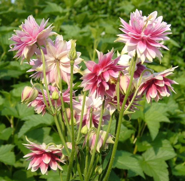 AQUILEGIA VULGARIS PLENA NORA BARLOW