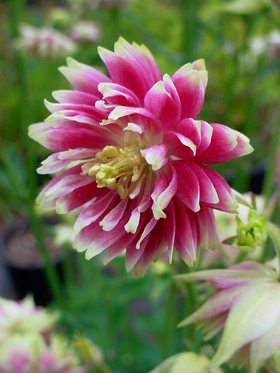 AQUILEGIA VULGARIS PLENA NORA BARLOW
