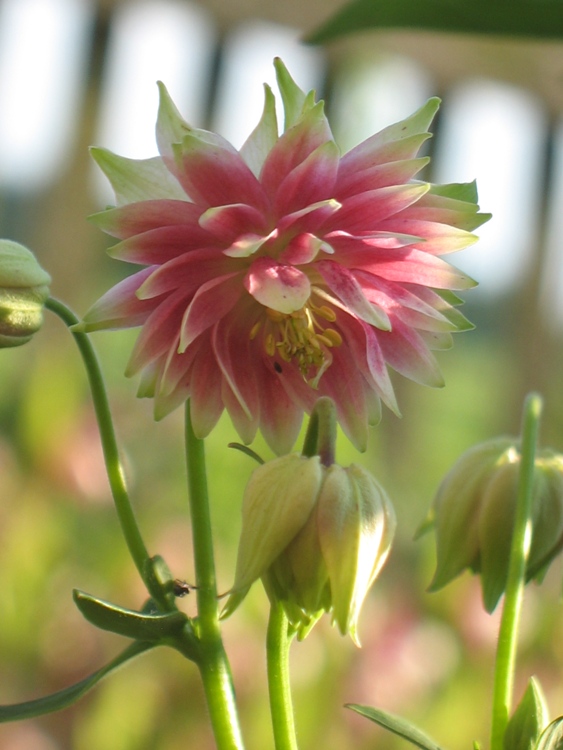 AQUILEGIA VULGARIS PLENA NORA BARLOW