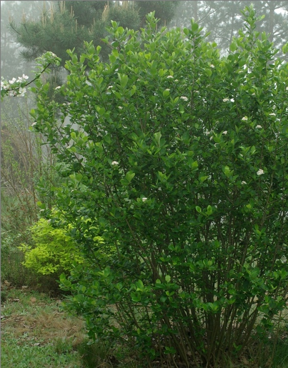 ARONIA PRUNIFOLIA