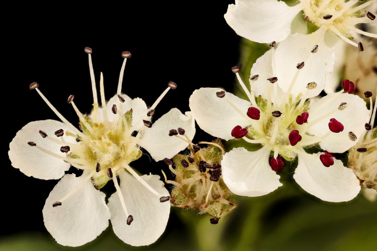 ARONIA PRUNIFOLIA