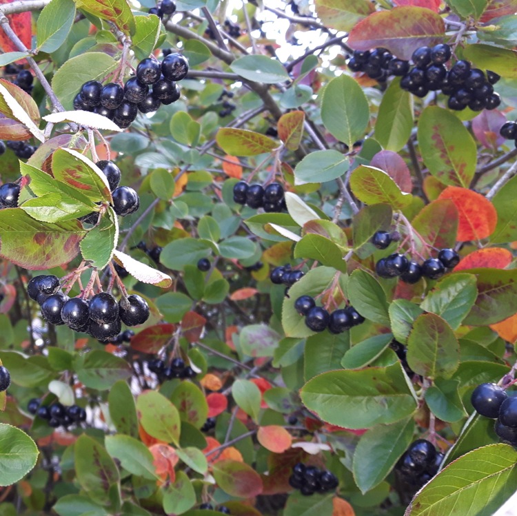 ARONIA PRUNIFOLIA