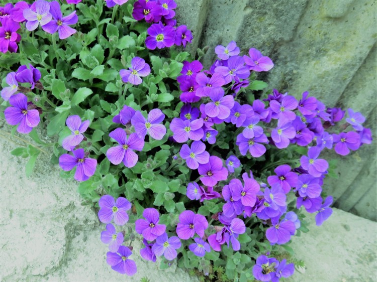 AUBRIETA HYBRIDA BLAUMEISE
