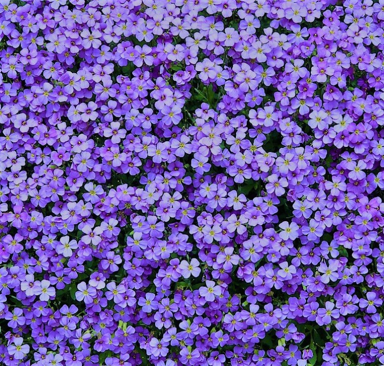 AUBRIETA HYBRIDA BLAUMEISE
