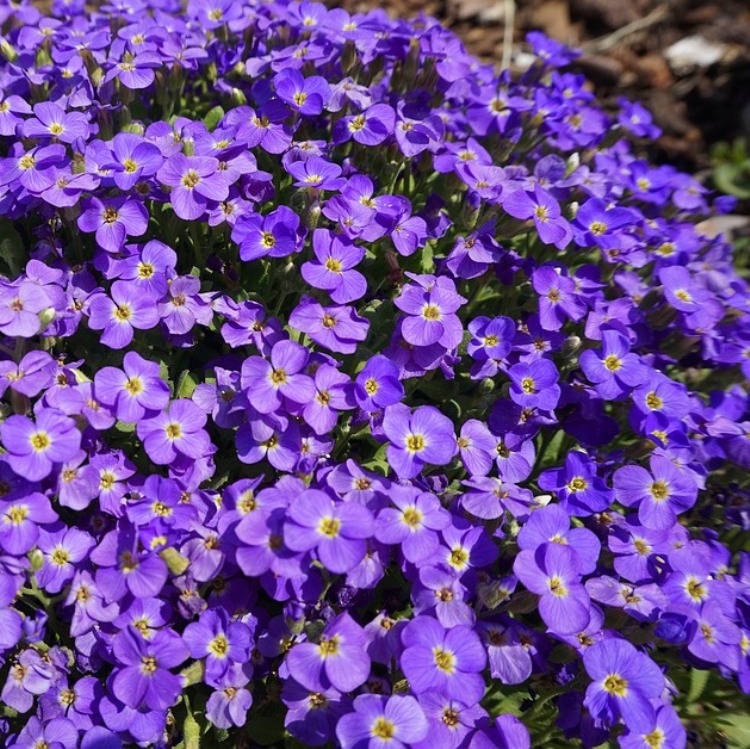 AUBRIETA HYBRIDA TAURICOLA