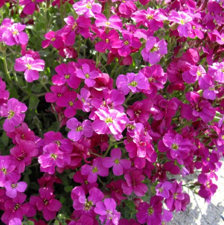 AUBRIETA HYBRIDA VESUVIUS