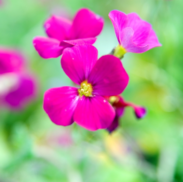 AUBRIETA HYBRIDA VESUVIUS
