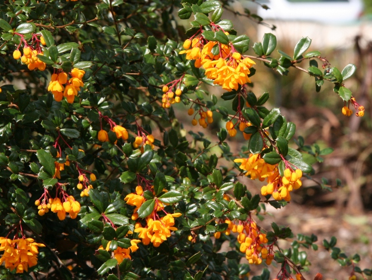 BERBERIS DARWINII NANA
