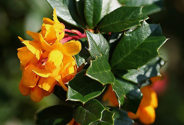 BERBERIS DARWINII NANA