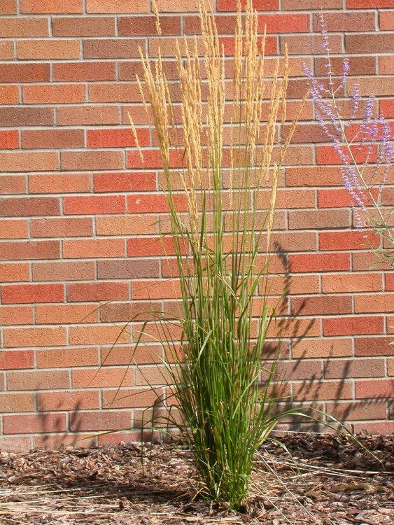 CALAMAGROSTIS X ACUTIFLORA KARL FOERSTER