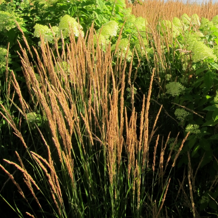 CALAMAGROSTIS X ACUTIFLORA KARL FOERSTER