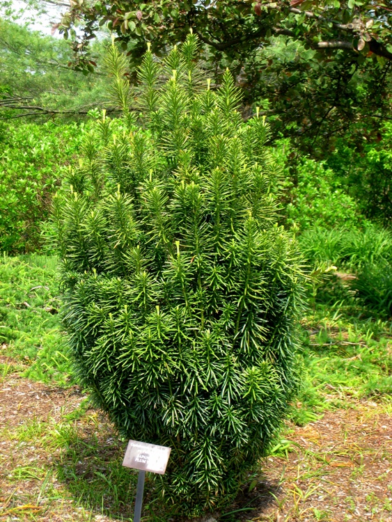 CEPHALOTAXUS HARRINGTONII FASTIGIATA